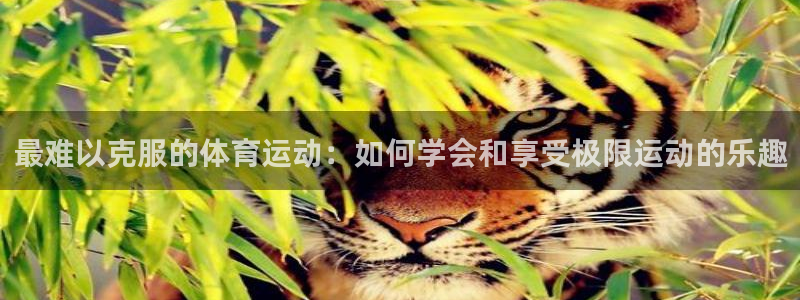 vsport体育官方正版app娱乐首页网站大全